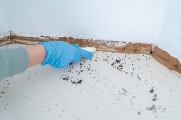 Real Estate Pest Inspections in Lake Grove, NY